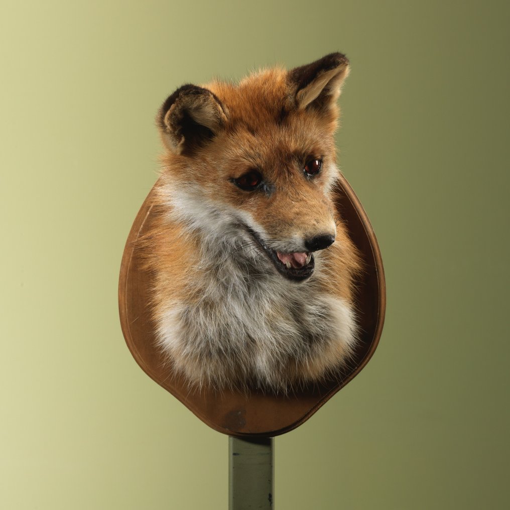 紅狐 標本全身支架 - Vulpes vulpes - 32 cm - 22 cm - 26 cm - 非《瀕臨絕種野生動植物國際貿易公約》物種 - 1 #1.0