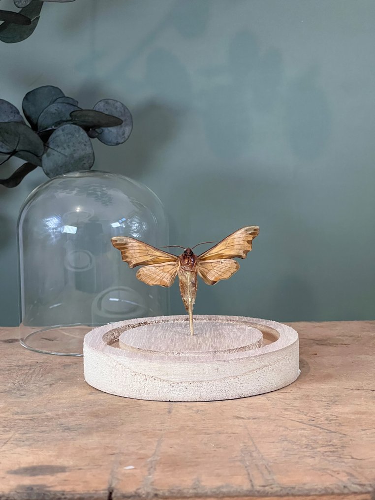 蛾 动物标本剥制全身支架 - Sphinx du tilleul - Mimas tiliae - 10.5 cm - 9.5 cm - 9.5 cm - 非《濒危物种公约》物种 - 1 #3.2