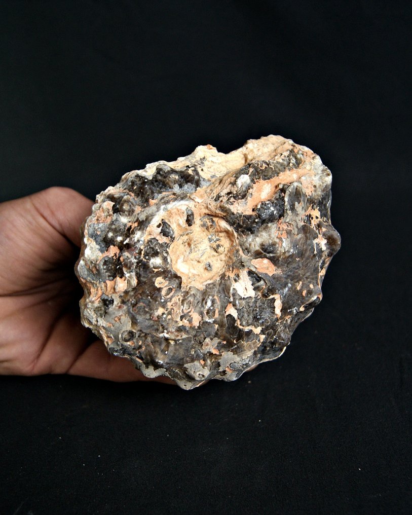 Ammonit - Forstenet dyr - Mammites sp.  (Ingen mindstepris) #3.2