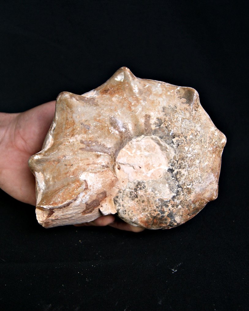 Ammonite - Απολιθωμένο κέλυφος - Mamites nodosoides (χωρίς τιμή ασφαλείας) #1.0