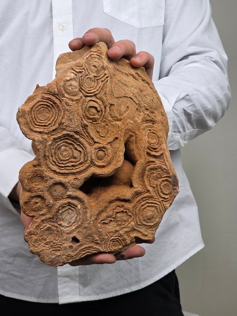 化石碎片 - stromatolite - 17 cm #1.0