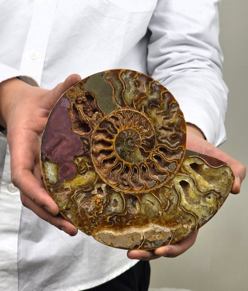 Ammonite - Απολιθωμένο κέλυφος - Aioloceras (Cleoniceras) sp. - 15.5 cm  (χωρίς τιμή ασφαλείας) #1.0