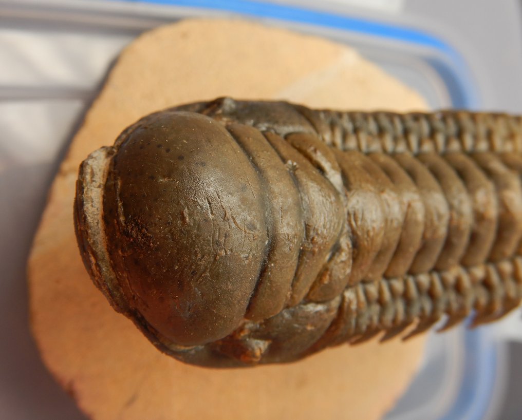 三叶虫 - 骨骼化石 - Crotalocephalus gibbus XL - 11 cm - 11 cm #4.3