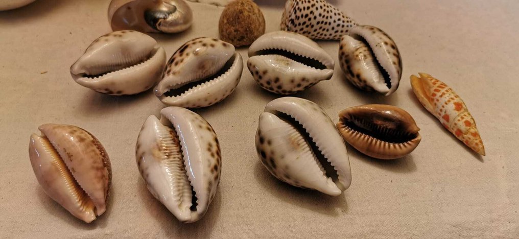 Απολιθωμένο κέλυφος - Collection exceptionnelle de coquillages exotiques & fossiles – Nautiles, Conque géante, Coquillage  (χωρίς τιμή ασφαλείας) #2.1