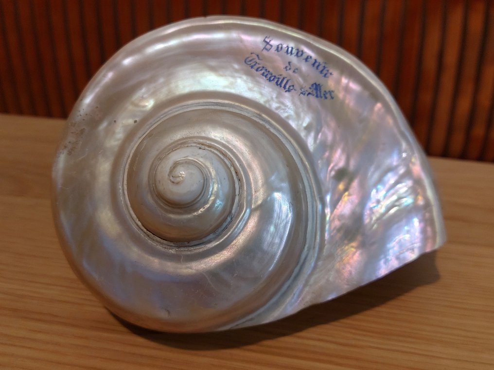 turbo 海贝 - Turbo marmoratus  (没有保留价) #1.0