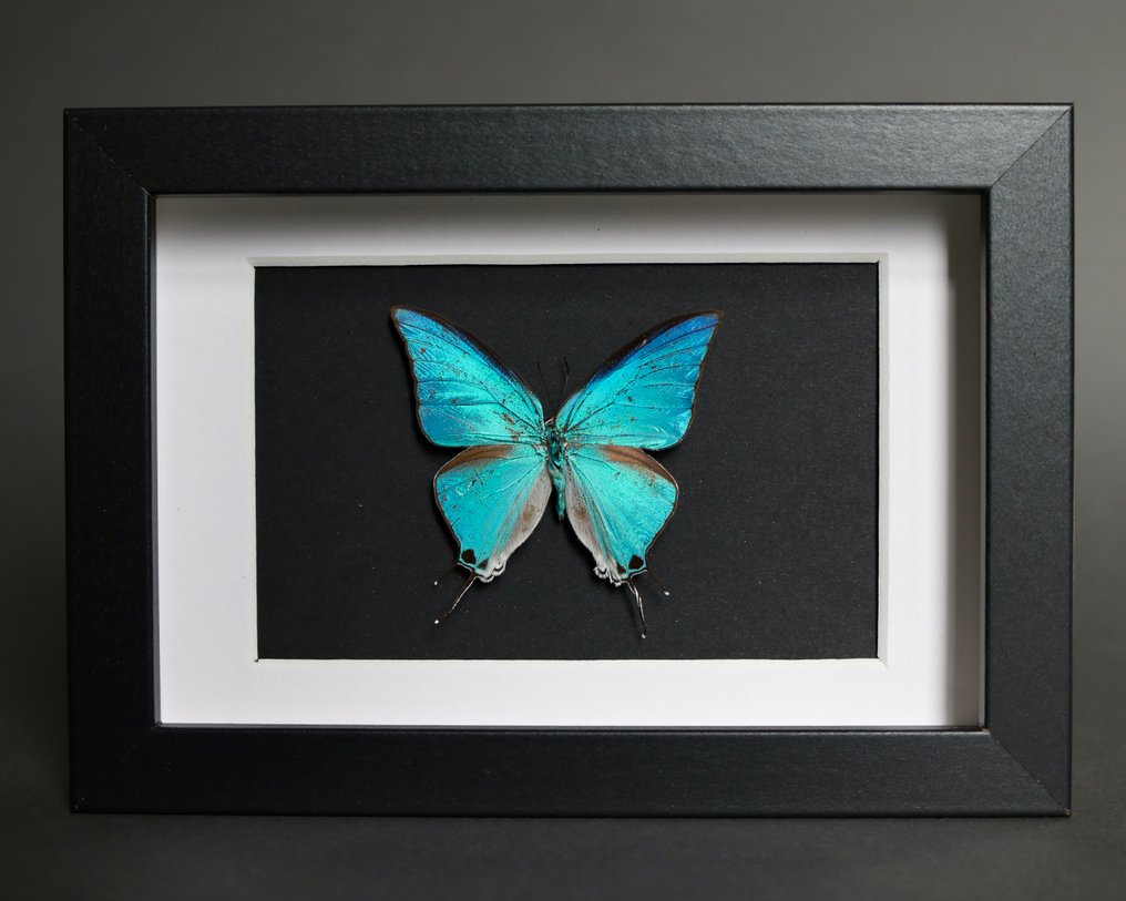 昆蟲 標本全身支架 - Pseudolycaena damo - 18 cm - 13 cm - 2 cm - 非《瀕臨絕種野生動植物國際貿易公約》物種 - 1 #1.0