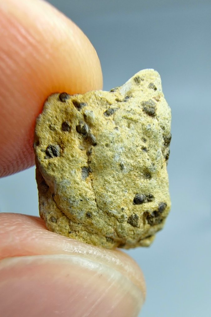 火星陨石，Tarkint 001。 橄榄质-相的舍尔戈蒂陨石 - 1.61 g - (1) #1.0