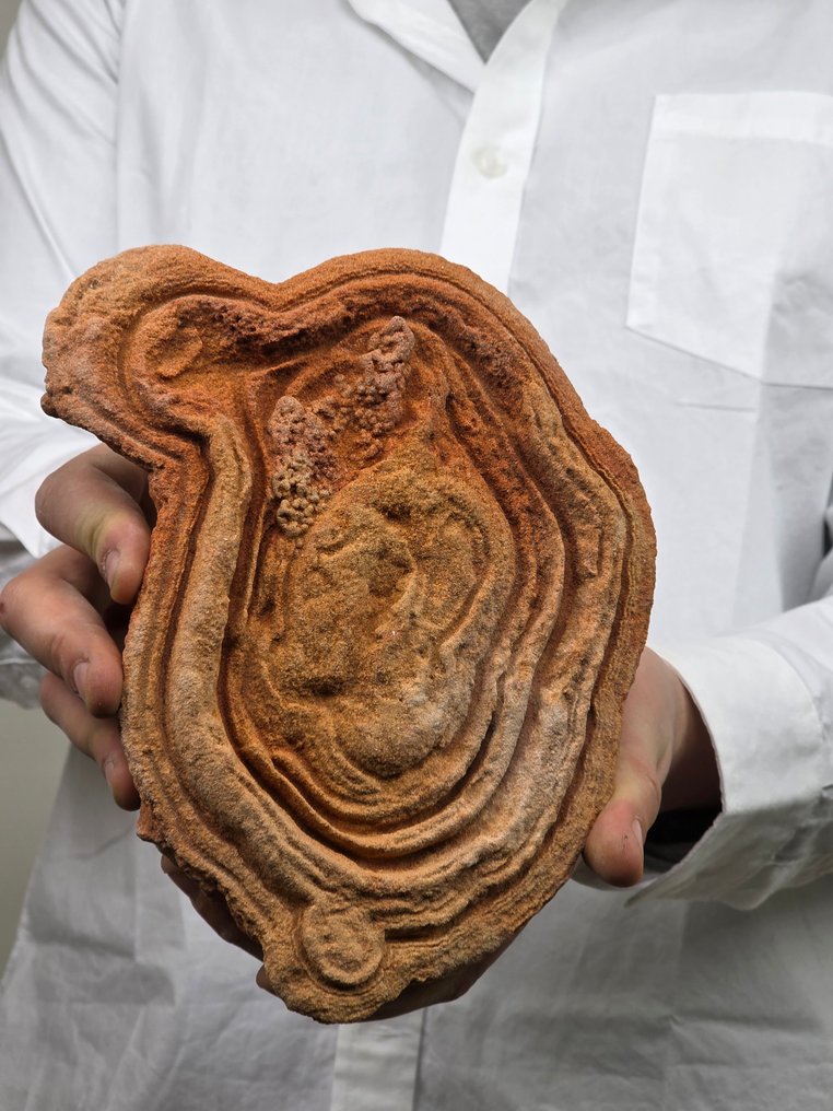 Fragmento de fósil - stromatolite - 17 cm #2.1