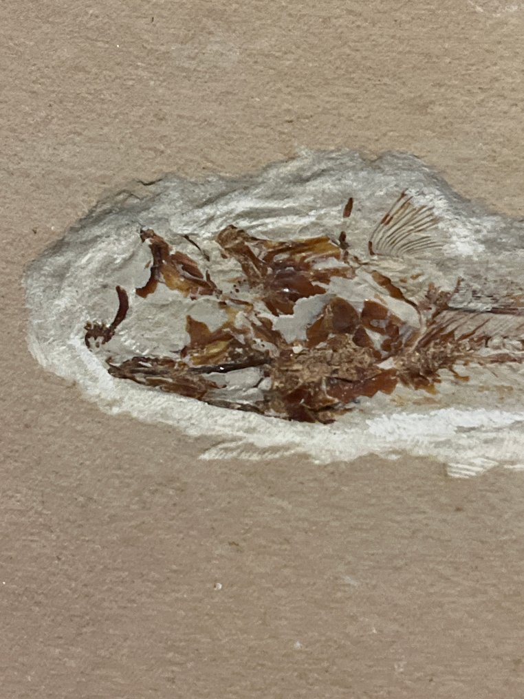 魚 - plate matrix化石 - Davichthys - 16 cm - 10 cm #3.2