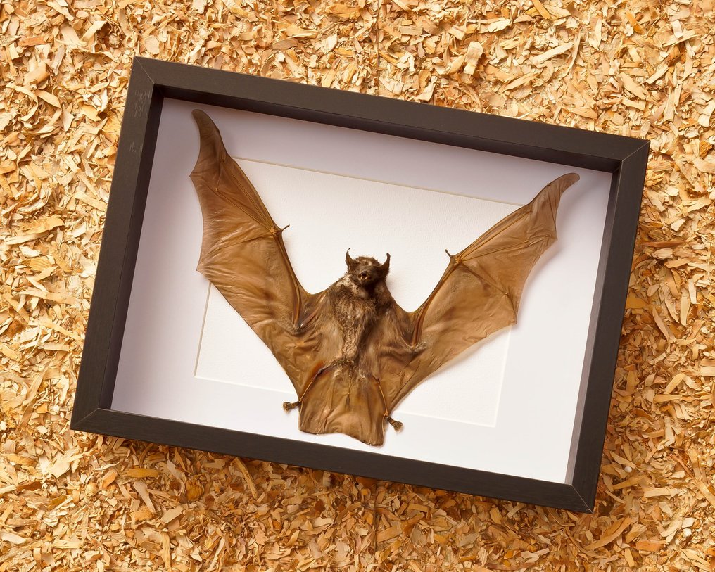 蝙蝠 动物标本剥制全身支架 - Taphozous melanopogon - 22.5 cm - 32.5 cm - 6 cm - 非《濒危物种公约》物种 #2.1