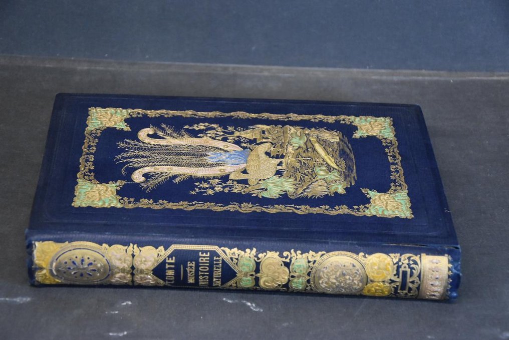 Achille Comte - Musée d'histoire naturelle - 1854 #3.2