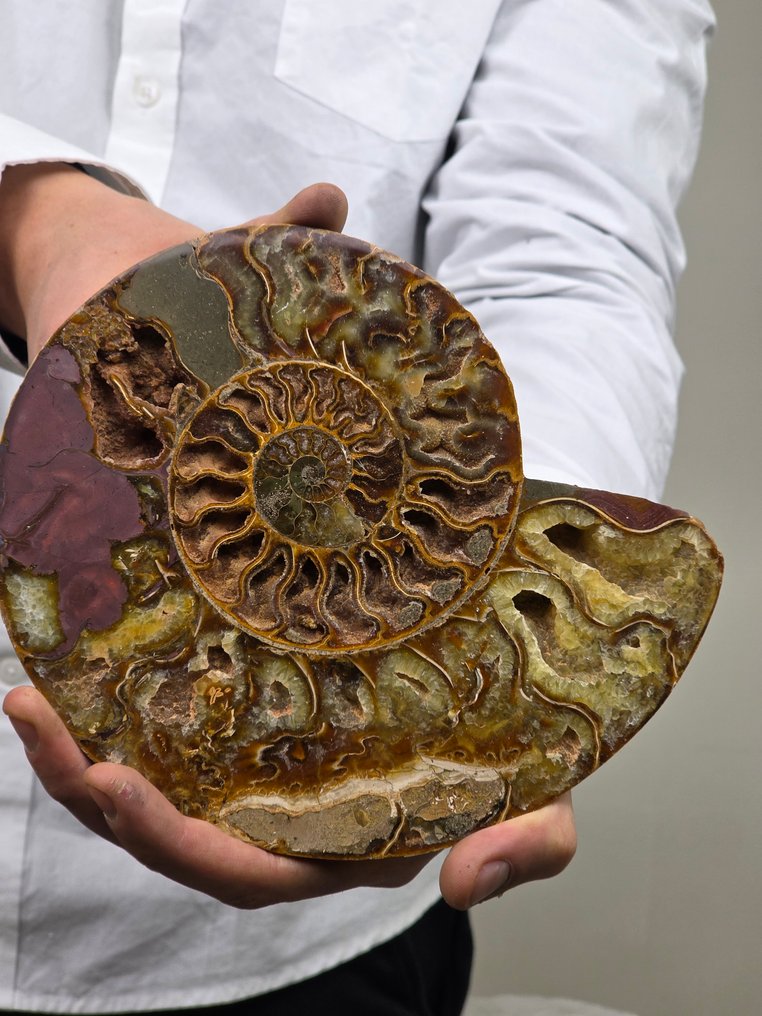 Ammonite - Απολιθωμένο κέλυφος - Aioloceras (Cleoniceras) sp. - 15.5 cm  (χωρίς τιμή ασφαλείας) #4.3