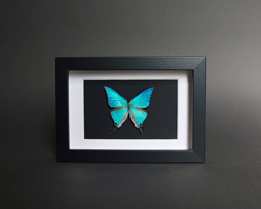 昆蟲 標本全身支架 - Pseudolycaena damo - 18 cm - 13 cm - 2 cm - 非《瀕臨絕種野生動植物國際貿易公約》物種 - 1 #1.0