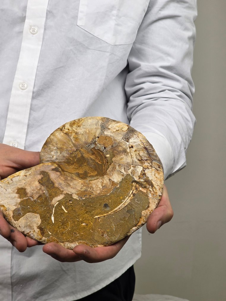 Ammonite - Απολιθωμένο κέλυφος - Aioloceras (Cleoniceras) sp. - 15.5 cm  (χωρίς τιμή ασφαλείας) #2.1