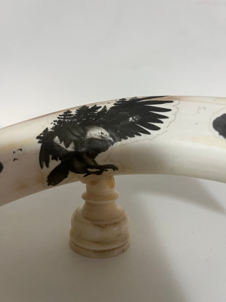 疣猪 动物标本剥制壁挂支架 - Facocero - 16 cm - 0 cm - 0 cm - 非《濒危物种公约》物种 - 1 #3.2