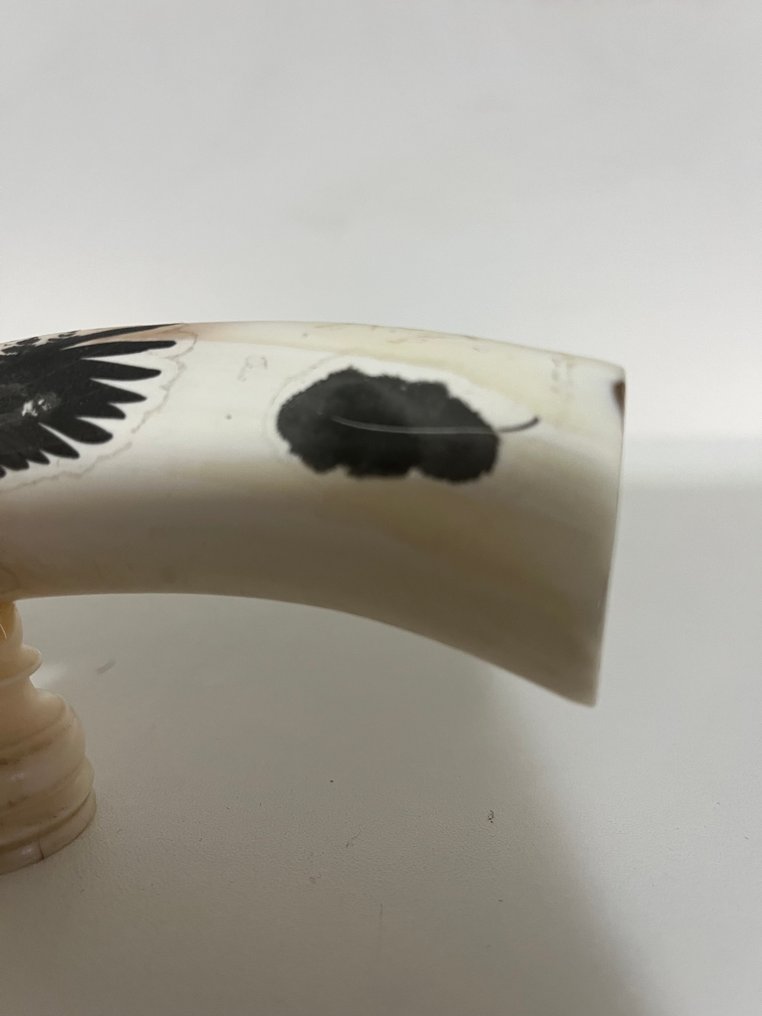 疣猪 动物标本剥制壁挂支架 - Facocero - 16 cm - 0 cm - 0 cm - 非《濒危物种公约》物种 - 1 #1.0