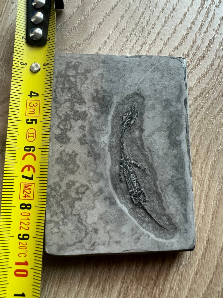 Marine krybdyr - Forstenet dyr - Keichousaurus s - 7.2 cm - 5.1 cm (Ingen mindstepris) #1.0