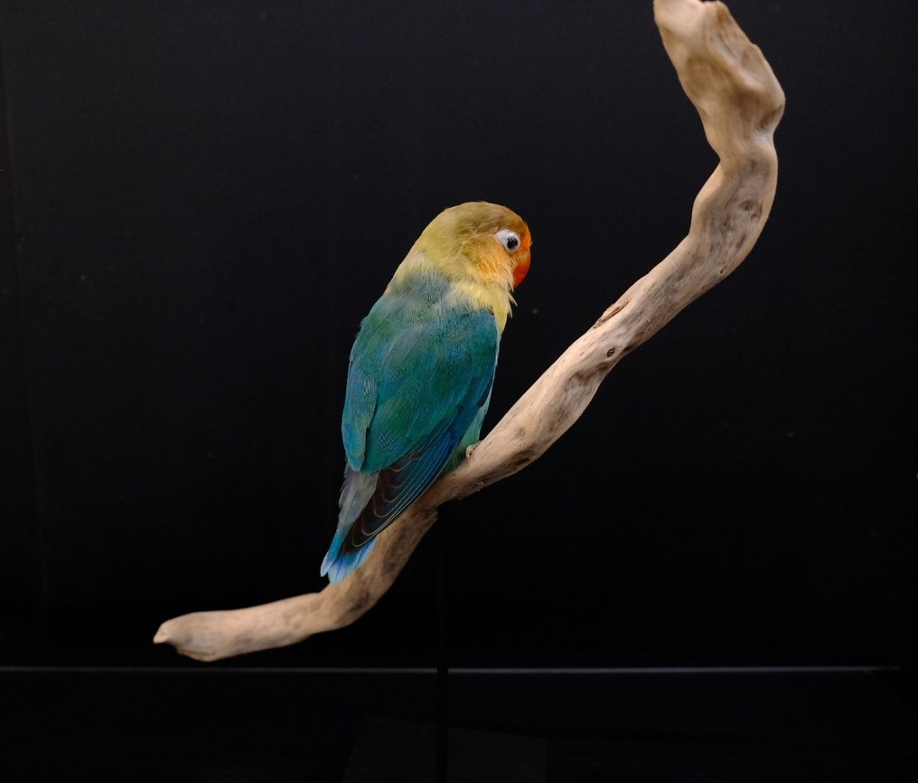 相思鳥 標本全身支架 - Agapornis - with closed footring - 29 cm - 22 cm - 15 cm - CITES 附件2 - 歐盟內附件B - 1 #1.0