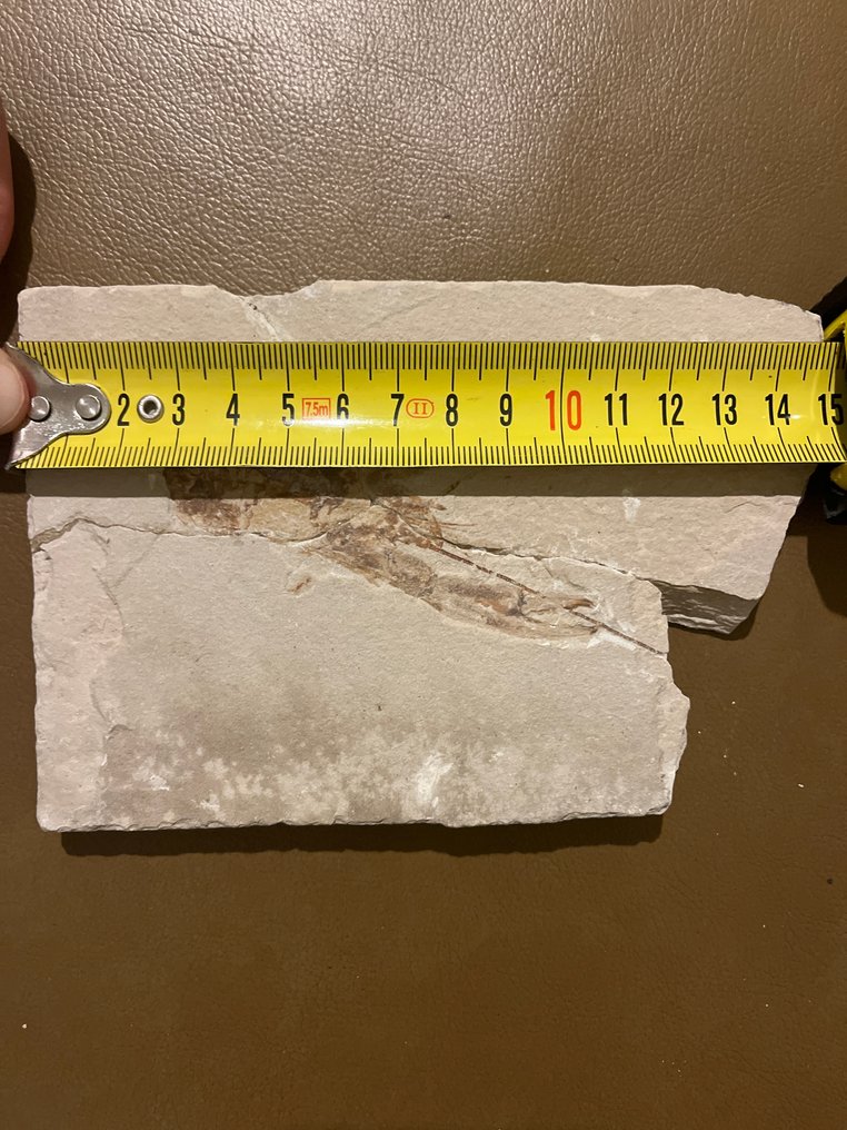 鱼 - 化石板块基质 - Pseudostacus #3.2