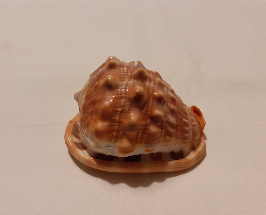 Conchiglia Conchiglia marina - Cypraecassis Rufa (Senza prezzo di riserva) #3.2