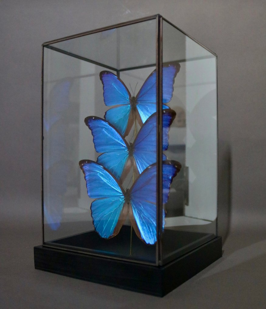 Farfalla Allestimento tassidermico a corpo intero - Morpho didius - 30 cm - 18 cm - 19 cm - Specie non CITES - 1 #4.3