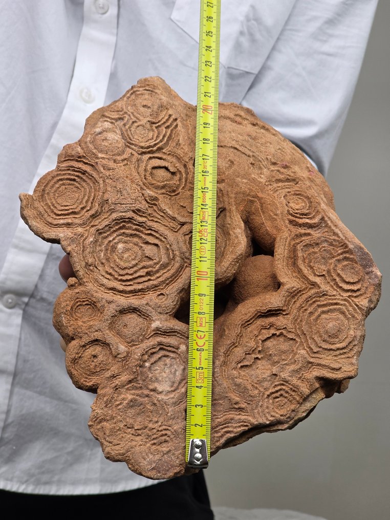 化石碎片 - stromatolite - 17 cm #4.3