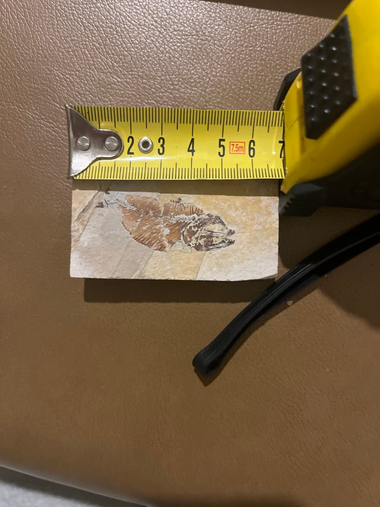 鱼 - 化石板块基质 - Armigatus - 6 cm  (没有保留价) #1.0