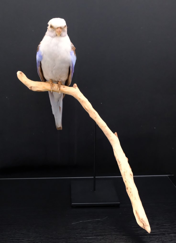 Pennant Rosella λευκό/μπλε Βάση ταρίχευσης ολόκληρου σώματος - Platycercus elegans - with closed footring - 38 cm - 25 cm - 26 cm - Παράρτημα ΙΙ του CITES - Παράρτημα Β στην ΕΕ - 1 #1.0