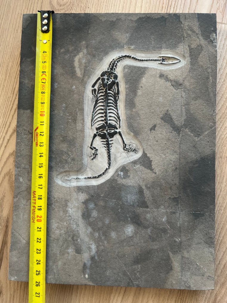 海洋爬行动物 - 动物化石 - Keichousaurus s - 25.9 cm - 19.1 cm  (没有保留价) #1.0