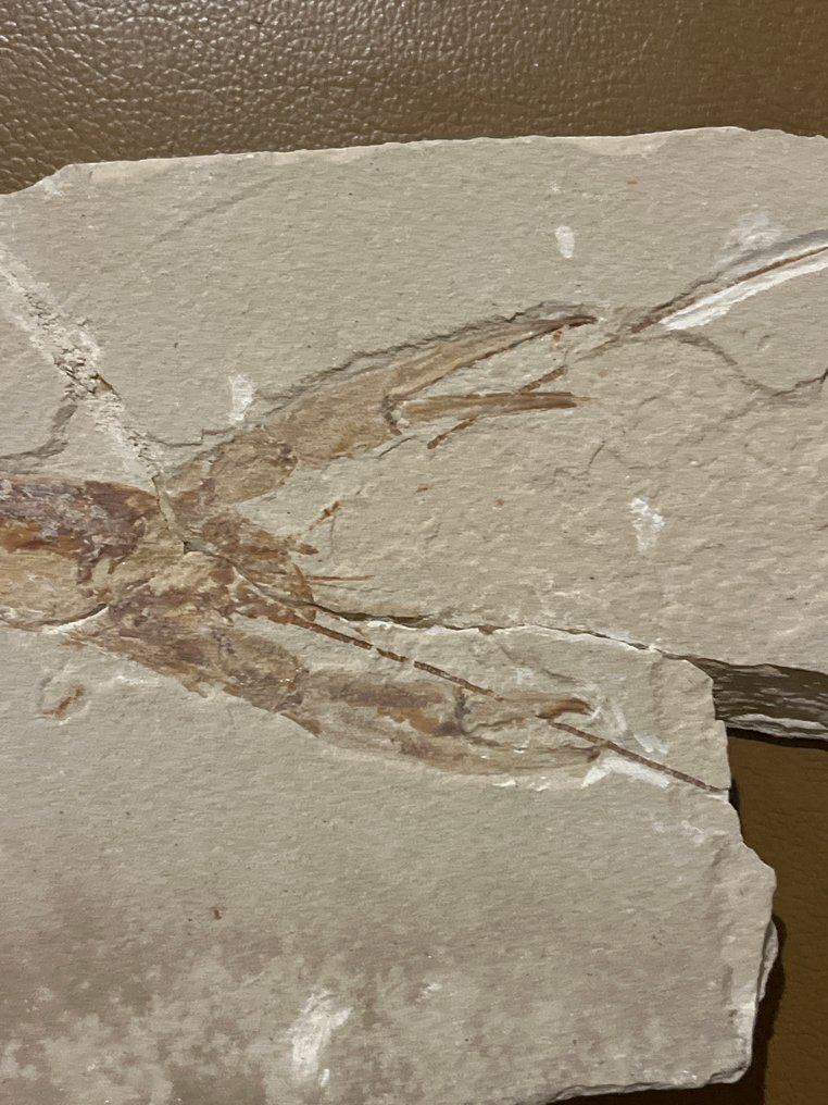 鱼 - 化石板块基质 - Pseudostacus #2.1