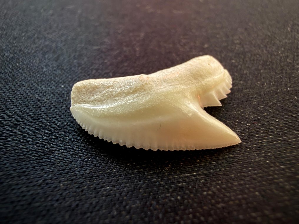 Tiburón tigre Diente - Galeocerdo cuvier - 22 mm - 23 mm - 4 mm #1.0