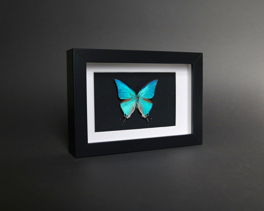 昆蟲 標本全身支架 - Pseudolycaena damo - 18 cm - 13 cm - 2 cm - 非《瀕臨絕種野生動植物國際貿易公約》物種 - 1 #2.1