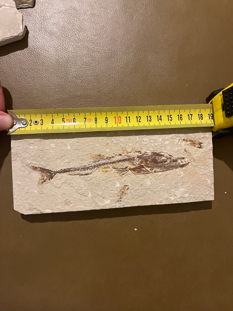 Poisson - Matrice de plaque fossilisée - Eurypholis - 19 cm #1.0