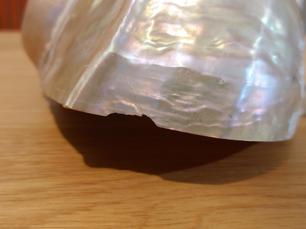 turbo 海贝 - Turbo marmoratus  (没有保留价) #4.3