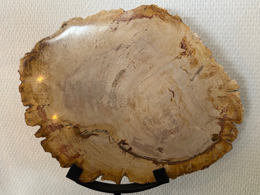 豪华白色抛光化石棕榈根切片，配有定制金属底座 - 化石木材 - Palma Fossile - 22 cm - 27 cm  (没有保留价) #2.1