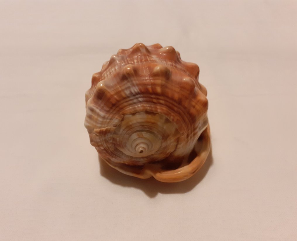 Conchiglia Conchiglia marina - Cypraecassis Rufa (Senza prezzo di riserva) #4.3