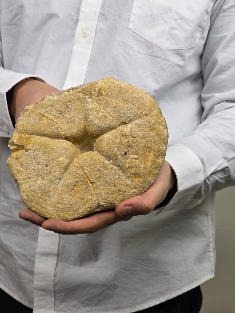 Crinoid - Animale fosilizate - 18.5 cm #2.1