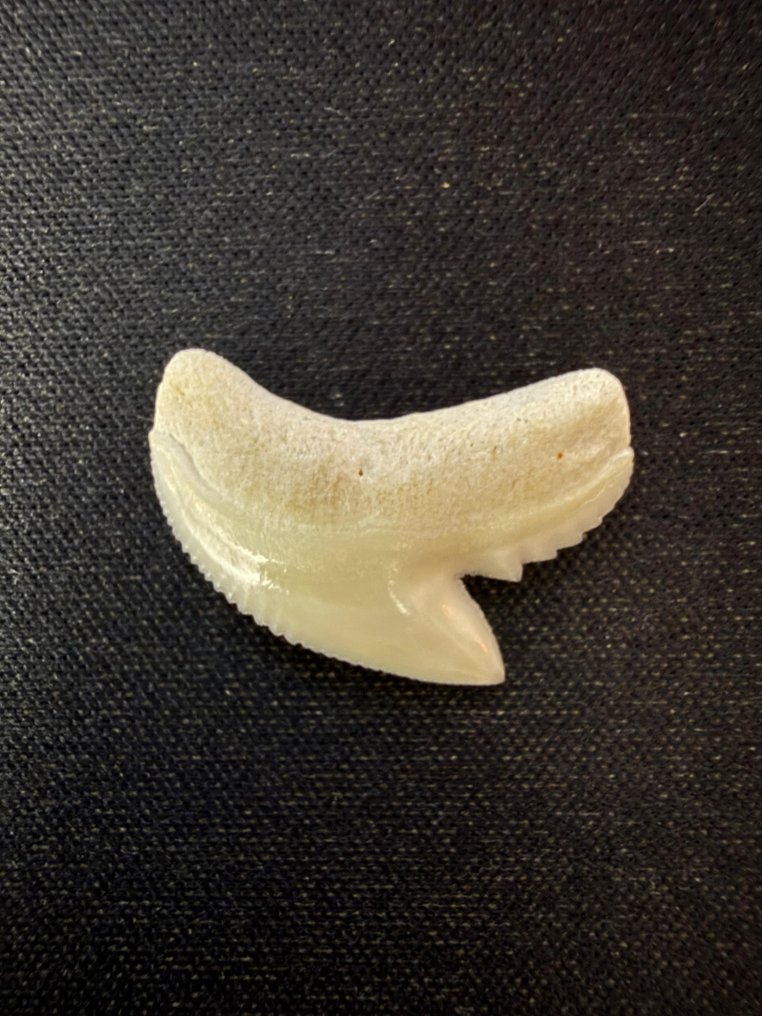 Tiburón tigre Diente - Galeocerdo cuvier - 22 mm - 23 mm - 4 mm #1.0