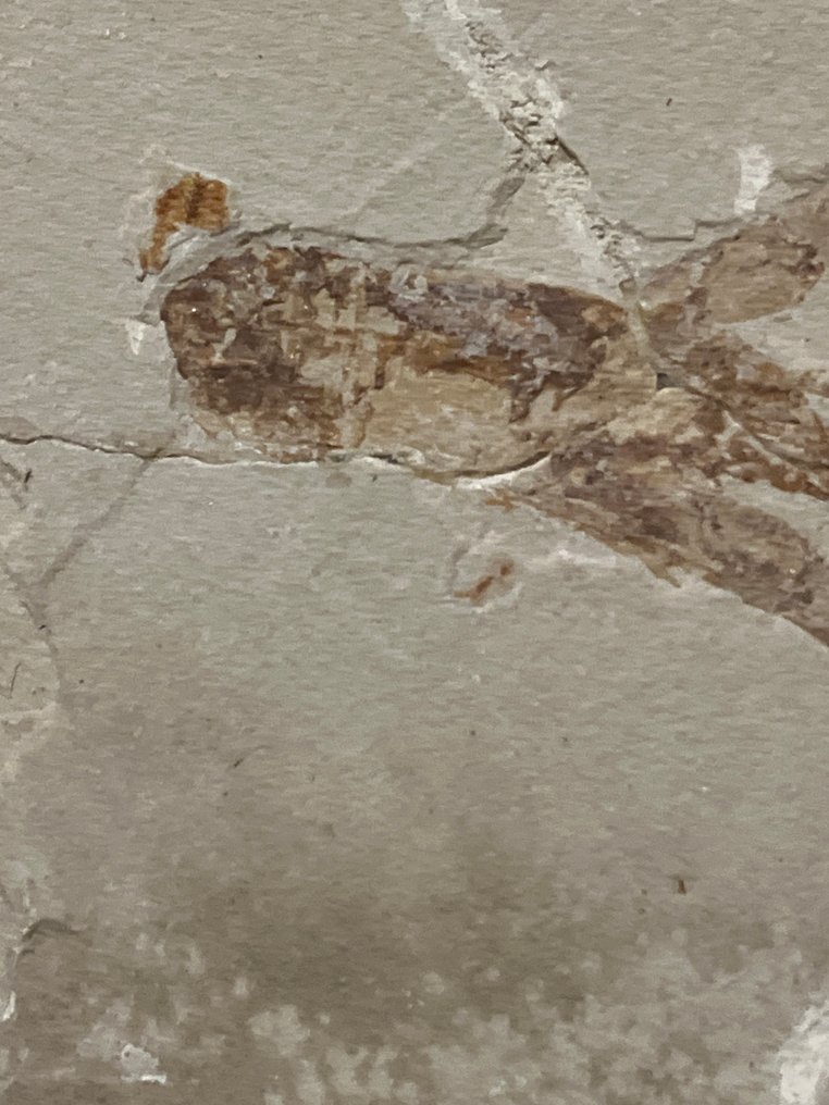 鱼 - 化石板块基质 - Pseudostacus #1.0