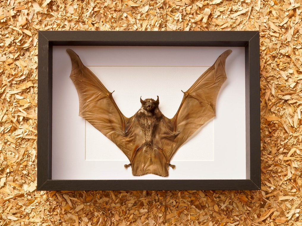 蝙蝠 动物标本剥制全身支架 - Taphozous melanopogon - 22.5 cm - 32.5 cm - 6 cm - 非《濒危物种公约》物种 #1.0