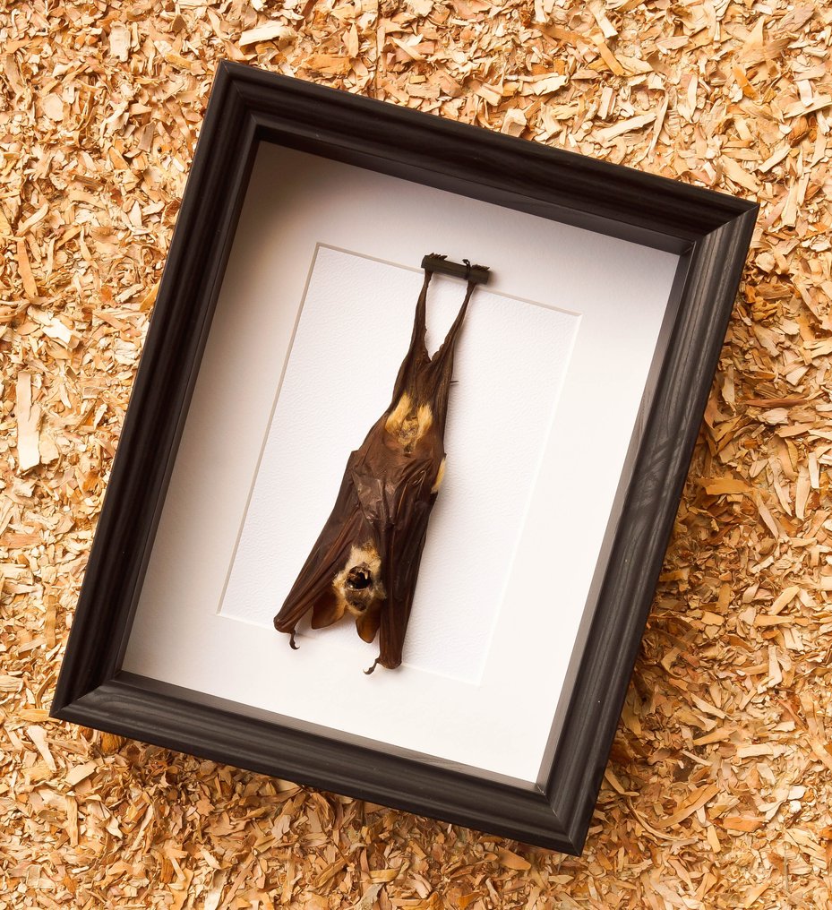 蝙蝠 动物标本剥制全身支架 - Hipposideros diadema - 28.5 cm - 23.5 cm - 6 cm - 非《濒危物种公约》物种 #2.1
