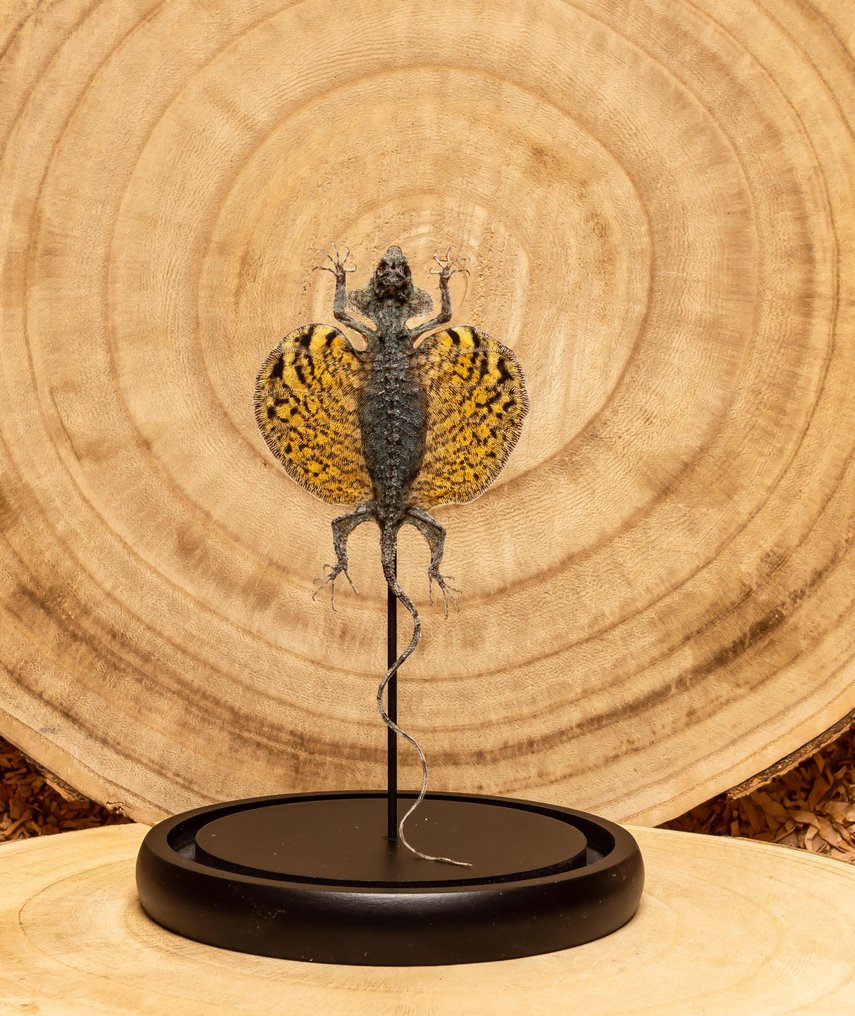 小龙 標本全身支架 - Drago volans - 21 cm - 14 cm - 0 cm #1.0