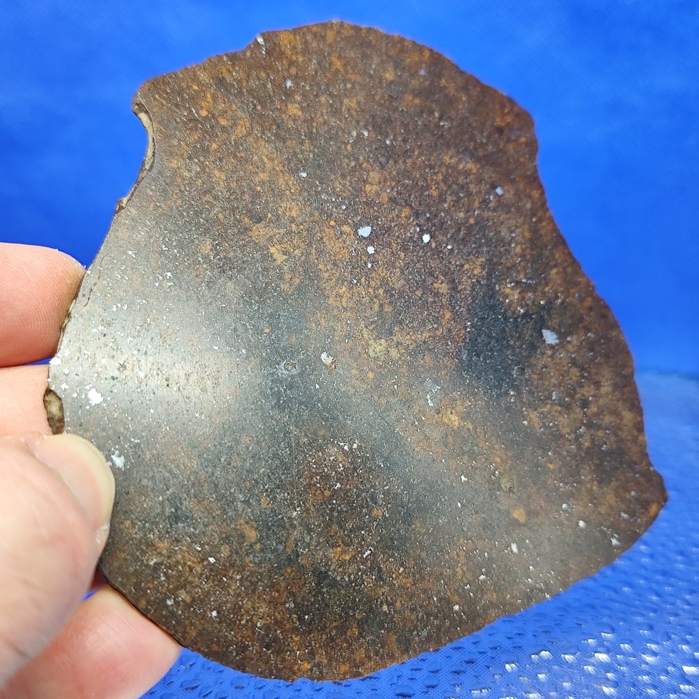 Μόνο 1200 γρ στον κόσμο - Μετεωρίτης χονδρίτης NWA 16901 (L5) (Σαχάρα, 2023). Καταπληκτικά chondrules & Iron!!! - 71.7 g #1.0