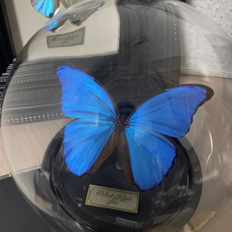 Πεταλούδα Επιτοίχια βάση ταρίχευσης - Morpho menelaus - 20 cm - 20 cm - 20 cm - Είδη που δεν ανήκουν στο CITES - 1 #2.1