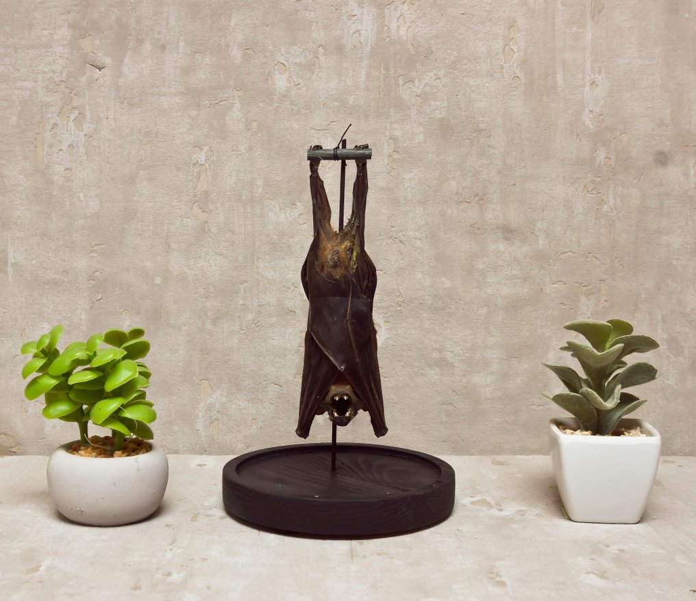 大短鼻果蝠 动物标本剥制全身支架 - Cynopterus sphinx - 26 cm - 13 cm - 0 cm - 非《濒危物种公约》物种 #1.0