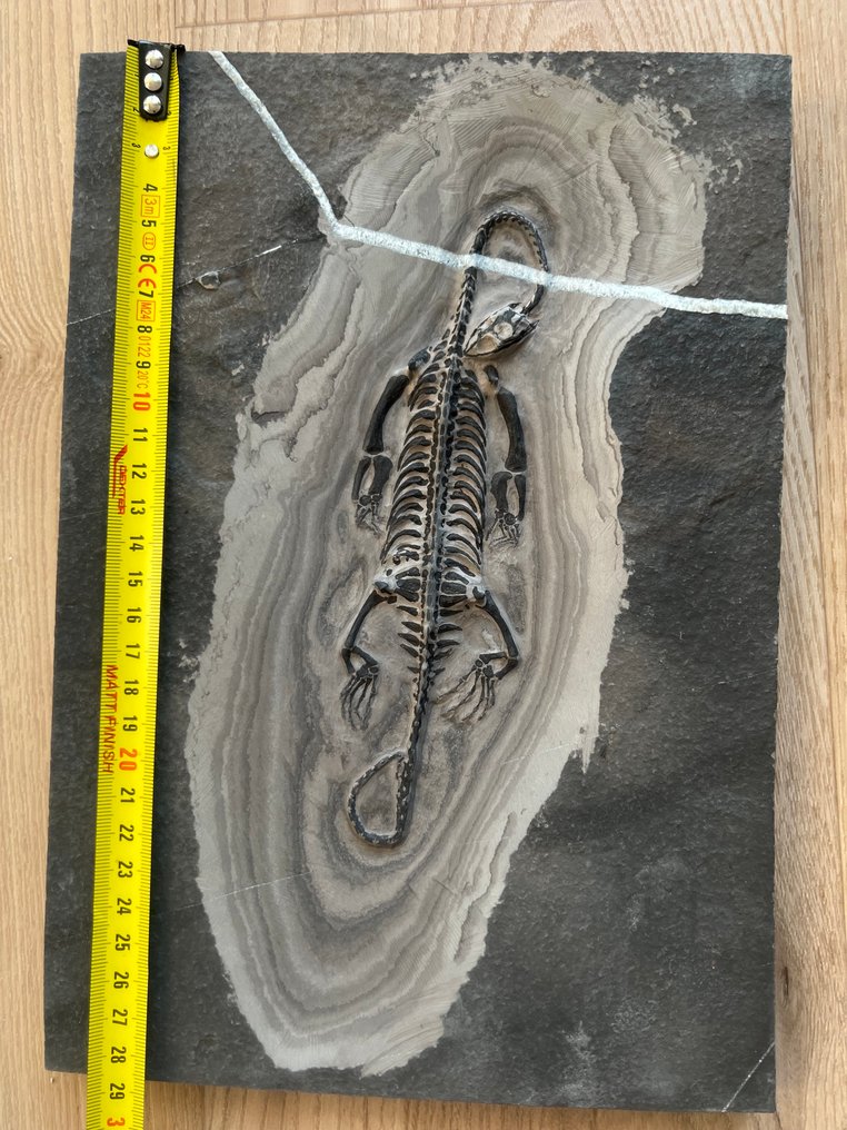 Marine krybdyr - Forstenet dyr - Keichousaurus - 29 cm - 20 cm  (Ingen mindstepris) #1.0