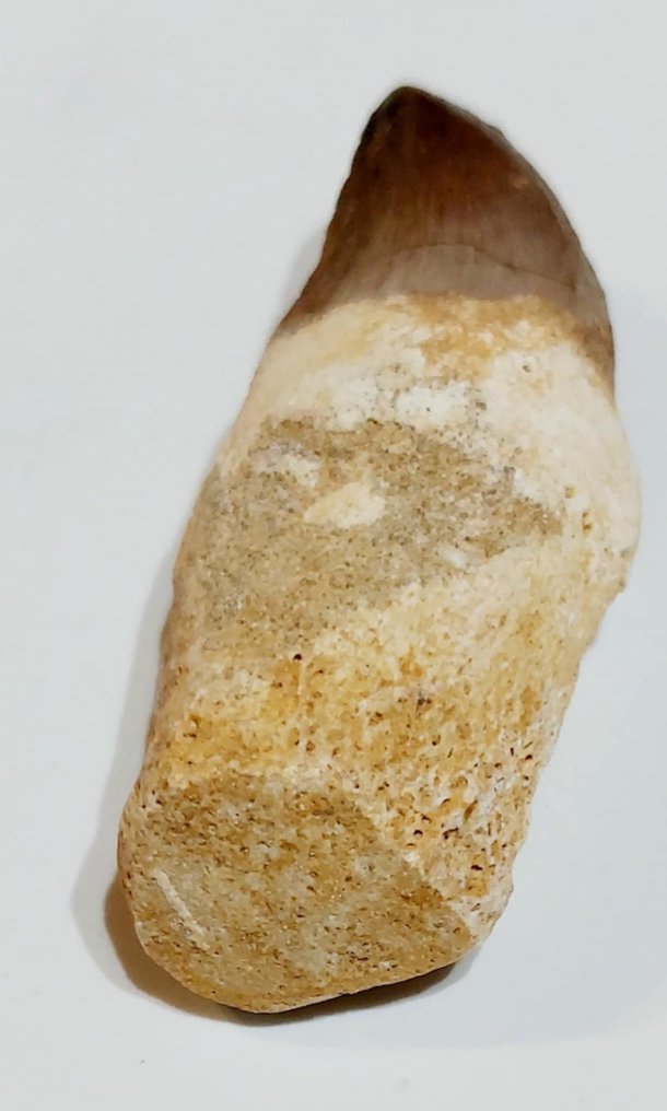 滄龍 - 牙齒化石  (沒有保留價) #1.0