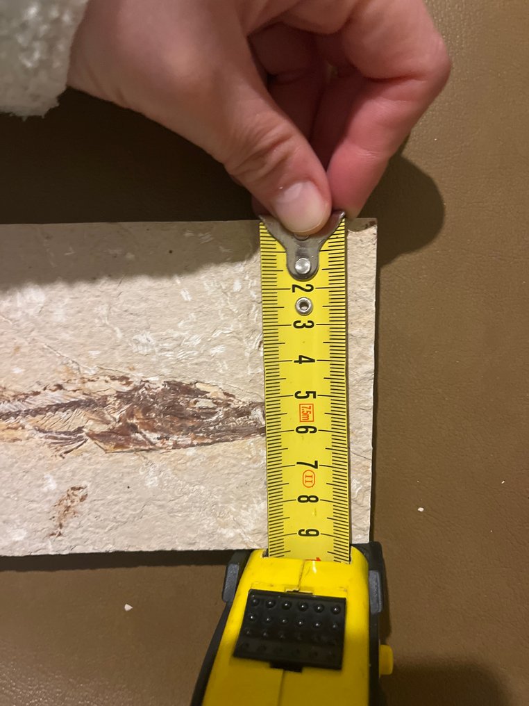 Poisson - Matrice de plaque fossilisée - Eurypholis - 19 cm #2.1