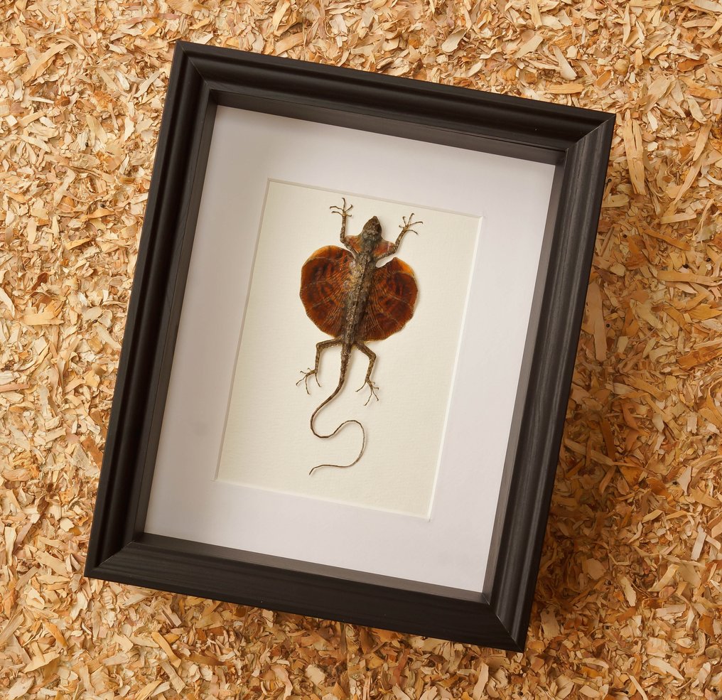 小龙 標本全身支架 - Drago haematopogon - 28.5 cm - 23.5 cm - 6 cm #2.1