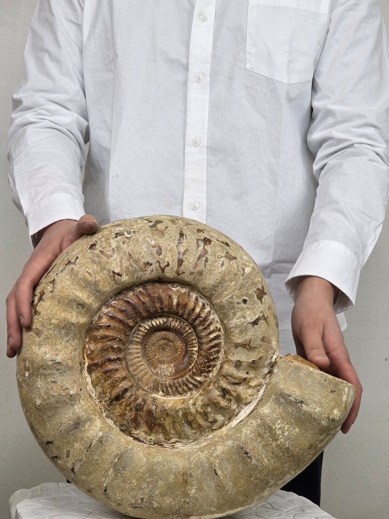 Stor ammonit - Forstenet skal - Perisphinctid #2.1